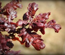 Quercus x Bimundorum 'Crimschmidt'