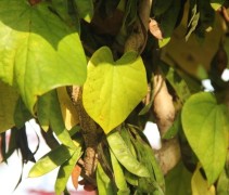 Cercis chinensis Avondale