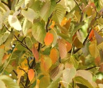 Vaantjesboom met kleurvariatie in de herfsttooi