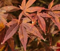 Acer palmatum 'Atropurpureum' - Japanse Esdoorn 'Atropurpureum' - najaar