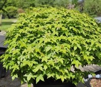 Liquidambar styraciflua 'Gum Ball' - Amberboom 'Gum Ball' - juni 2024