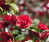 Camellia japonica 'Black Lace' - Camellia 'Black Lace' - 2
