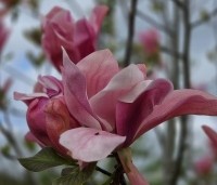magnolia daybreak - Magnolia daybreak - 1