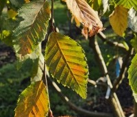 Carpinus betulus 'Pendula' - Treur haagbeuk - 1