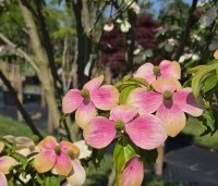 Cornus 'Norman Hadden' - Japanse grootbloemige kornoelje 'Norman Hadden' - 2
