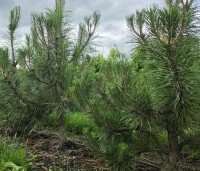 Pinus nigra 'Nigra' - Oostenrijkse den - opkweek meerstammige dennen op de kwekerij van THB in Apeldoorn 2026