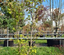 Acer japonicum 'vitifolium'
