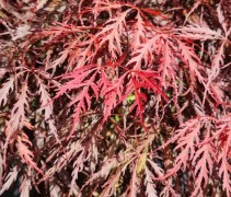 Acer palmatum 'Tamukeyama