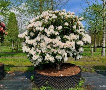 Rhododendron 'cunningham white'