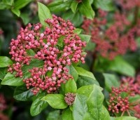Viburnum tinus 'Gwenllian' - Sneeuwbal 'Gwenllian' - oktober 2024