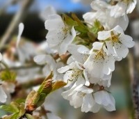 Prunus subhirtella 'Pendula' - Treur sierkers - 4