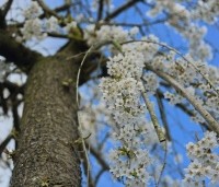 Prunus subhirtella 'Pendula' - Treur sierkers - 5