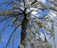 Prunus subhirtella 'Pendula' - Treur sierkers - 6