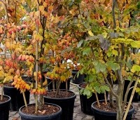 Parrotia persica 'Vanessa' - Perzisch IJzerhout - 3