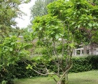 Quercus pontica - Pontische eik - struikvorm