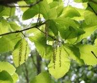 Quercus pontica - Pontische eik - 3