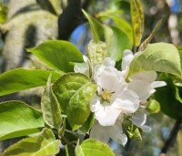 Malus 'John Downie' - Sierappel 'John Downie' - 1
