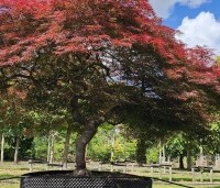 Acer palmatum 'Garnet' - Japanse esdoorn 'Garnet' - 3