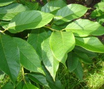 Halesia carolina blad