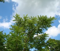 Juglans nigra 
