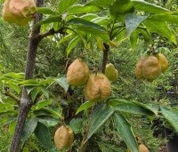 Staphylea colchica - Pimpernoot - 2