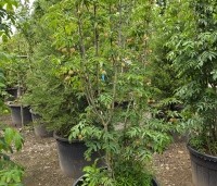 Staphylea colchica - Pimpernoot - 1