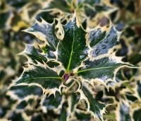 Ilex aquifolium 'Argentea Marginata' - Bonte hulst - 2