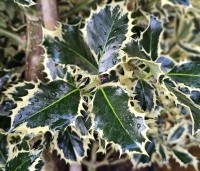 Ilex aquifolium 'Argentea Marginata' - Bonte hulst - 1