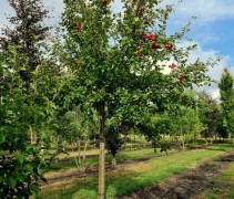 Malus Neville Copeman