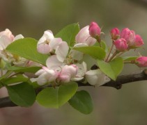 Malus Red Sentinel
