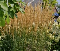 Calamagrostis x acutiflora 'Karl Foerster' - Struisriet 'Karl Foerster' - 2