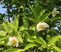 Stewartia pseudocamellia - Schijncamelia - 4