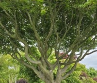 Acer palmatum - Japanse Esdoorn - 1
