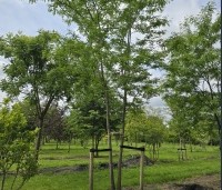 Gleditsia triacanthos 'Inermis' - Valse Christusdoorn 'Inermis' - 1