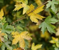 Acer campestre - Veldesdoorn - herfst
