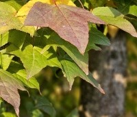 Liquidambar formosana var. monticola - Taiwanese amberboom - 2