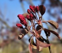 Malus 'Mokum' - Sierappel 'Mokum' - 1
