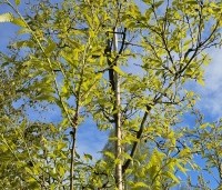 Quercus x kewensis - Wintergroene eik Kewensis - 2