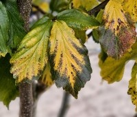 Parrotia persica 'Vanessa' - Perzisch IJzerhout - herfst nov 2023