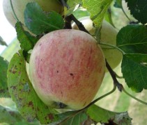 Appel 'Sijden Hempje' hoogstam boom
