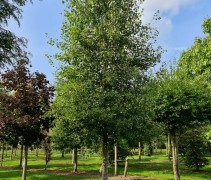 Populus tremula 