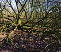 Salix Alba (veterane struik)