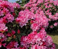 Rhododendron Yakushimanum 'Pink Cherub' - Rijk bloeiende Japanse Rhododendron - 4