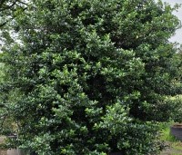 Ilex meserveae 'Blue Prince' - Blauwe hulst 'Blue Prince - 3
