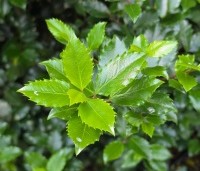 Ilex meserveae 'Blue Prince' - Blauwe hulst 'Blue Prince - 2