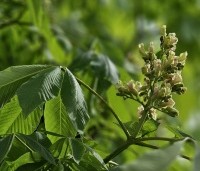 Aesculus flava 'Vestita' - Amerikaanse paardenkastanje, Gele pavia - 1