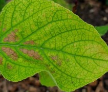 Clerodendrum