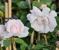 Rosa 'New Dawn' - Klimroos 'New Dawn' - 2