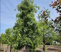 Quercus palustris - Moeraseik - 3