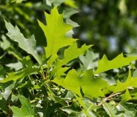 Quercus palustris - Moeraseik - zomerblad juli
